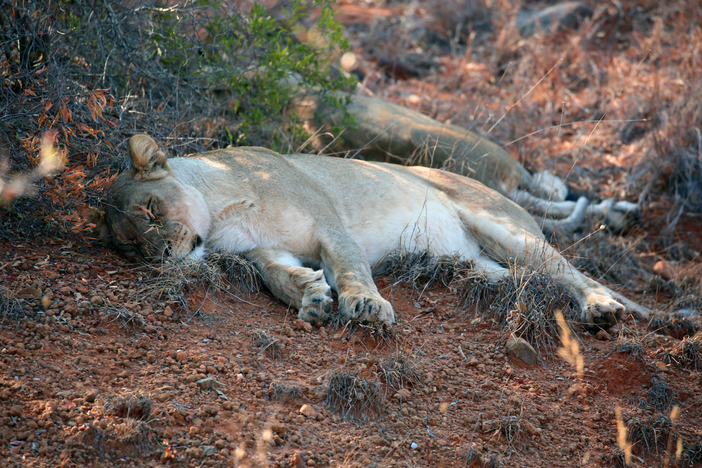 karongwe private game reserve.webp